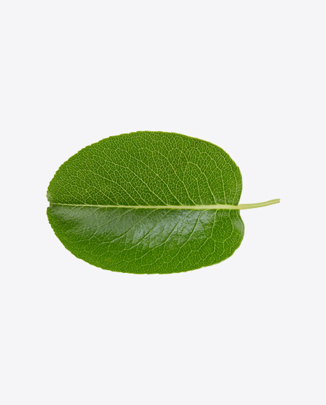 Green Leaf