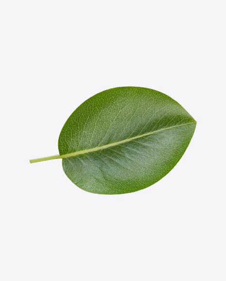 Green Leaf