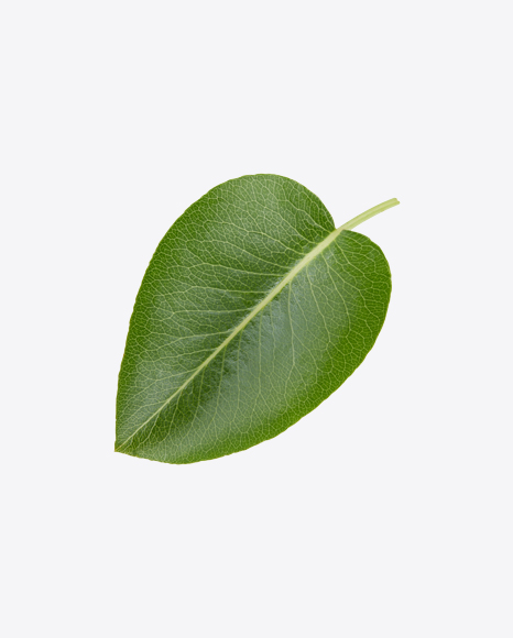 Green Leaf