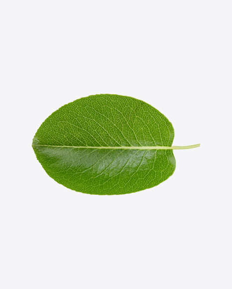 Green Leaf