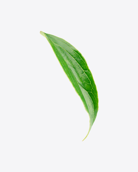 Peach Leaf PNG