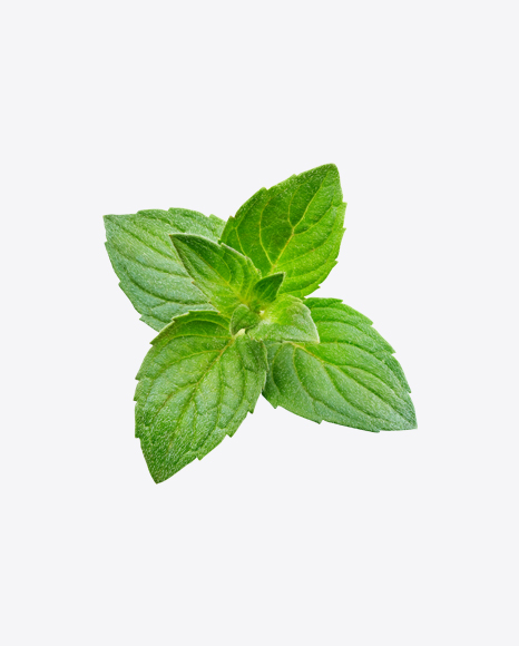 Mint Branch
