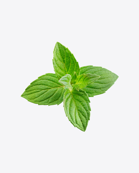 Mint Branch