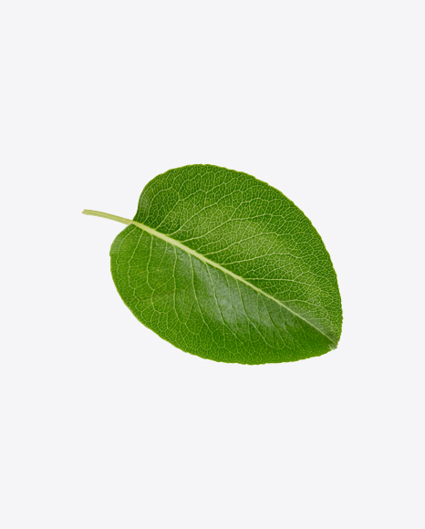 Green Leaf