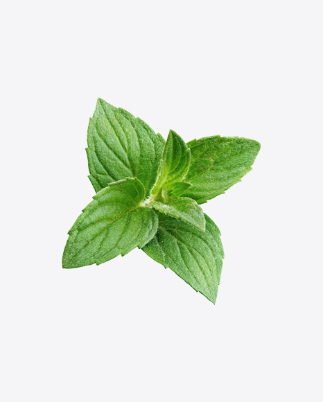 Mint Branch