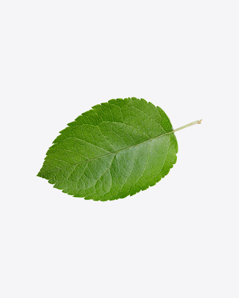 Green Leaf