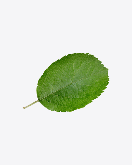 Green Leaf