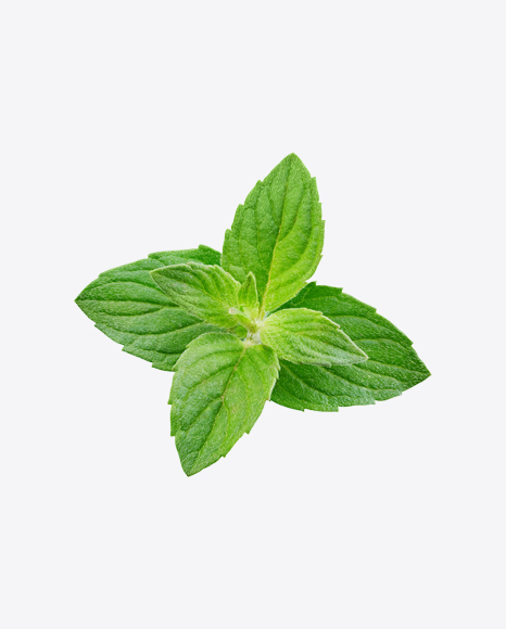 Mint Branch