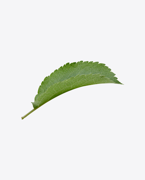 Green Leaf