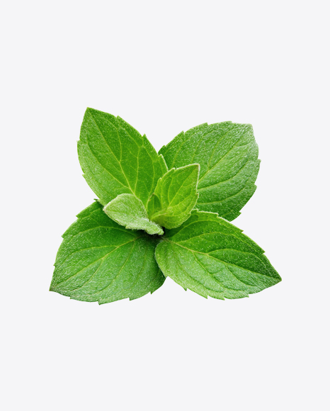 Mint Branch