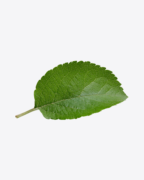 Green Leaf