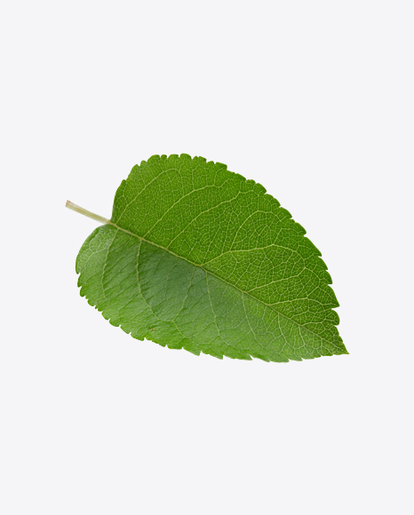 Green Leaf