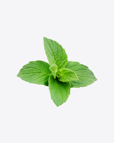 Mint Branch