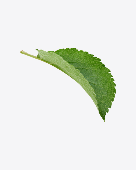 Green Leaf