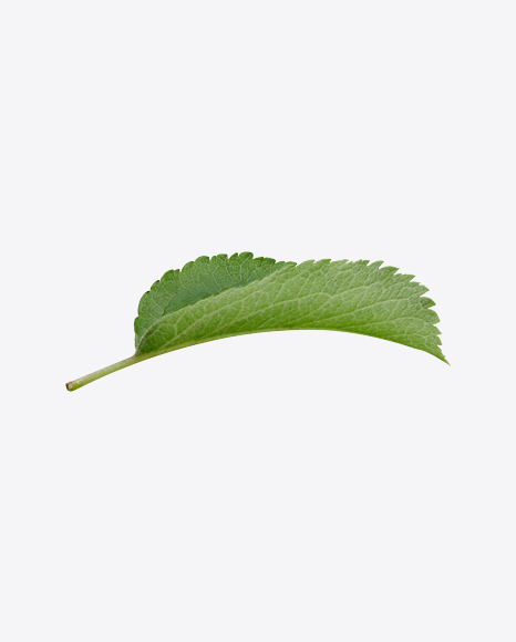 Green Leaf