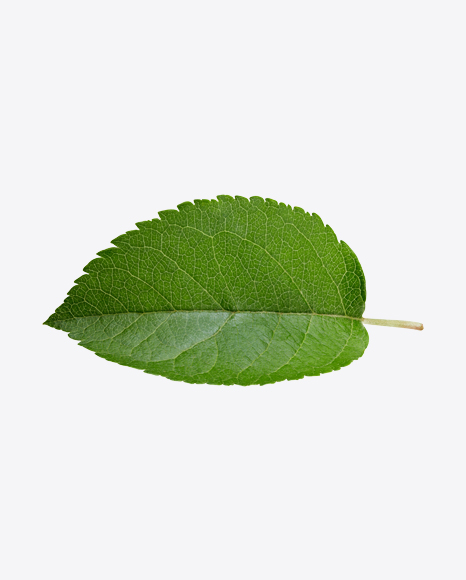 Green Leaf