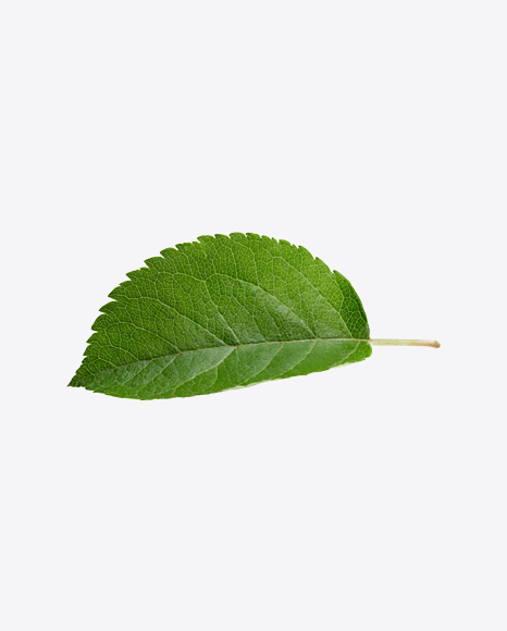 Green Leaf