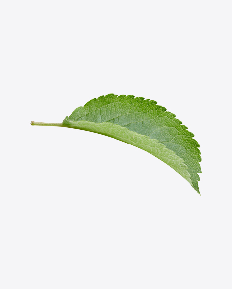 Green Leaf