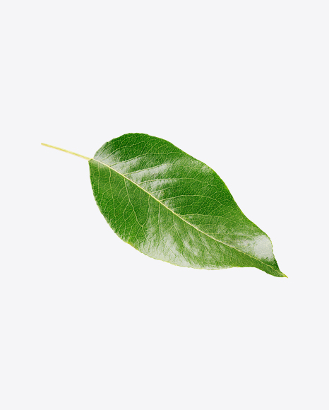 Pear Leaf PNG
