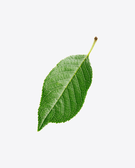 Cherry Leaf PNG