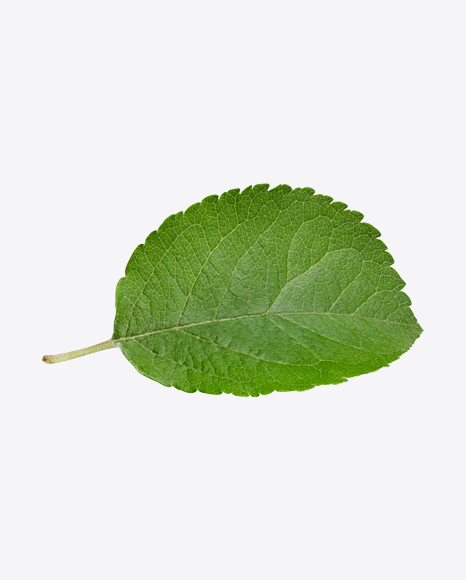 Green Leaf