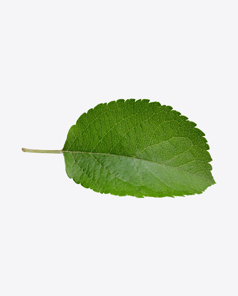 Green Leaf