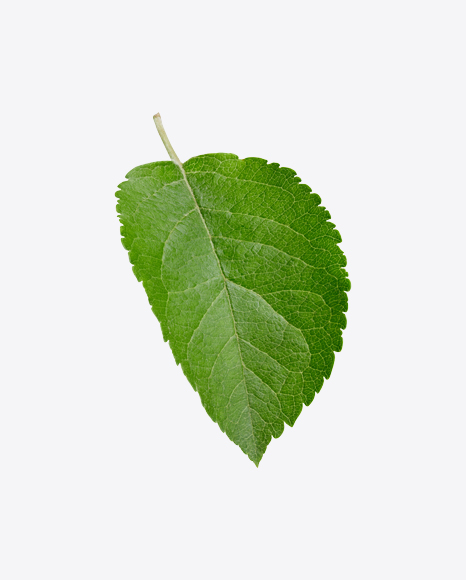 Green Leaf