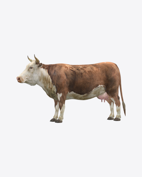 Cow PNG