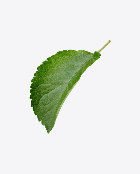 Green Leaf