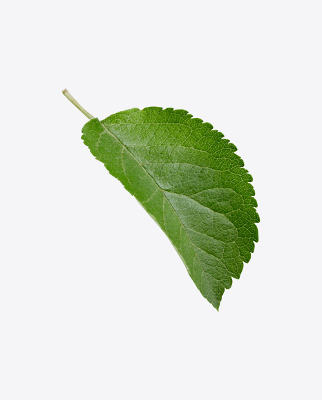 Green Leaf