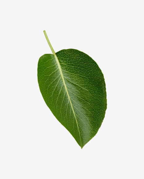 Green Leaf