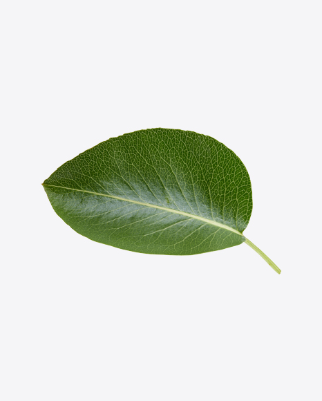 Green Leaf