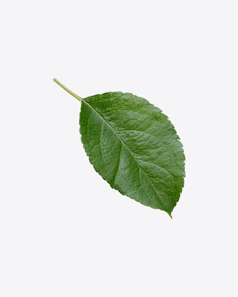Green Leaf