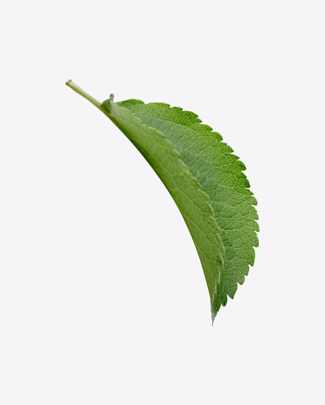 Green Leaf