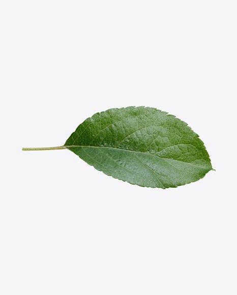 Green Leaf