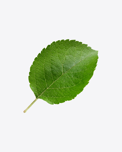 Green Leaf