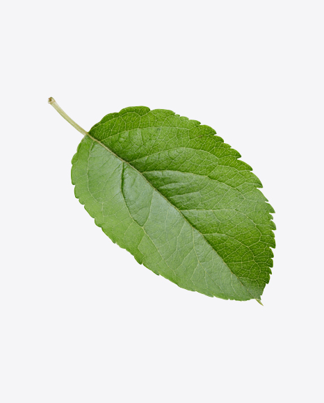 Green Leaf