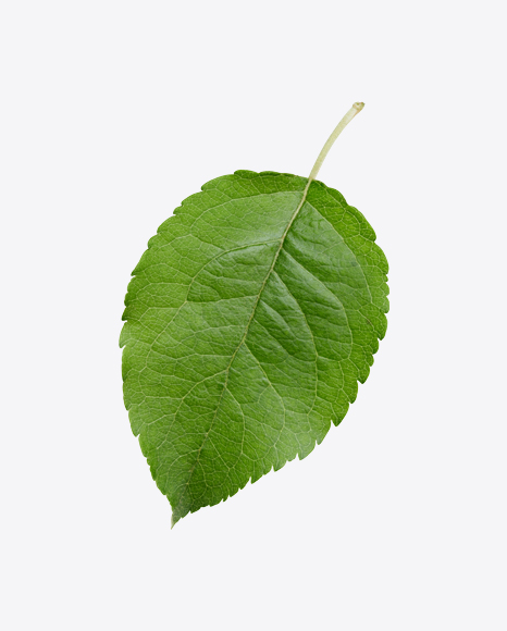 Green Leaf