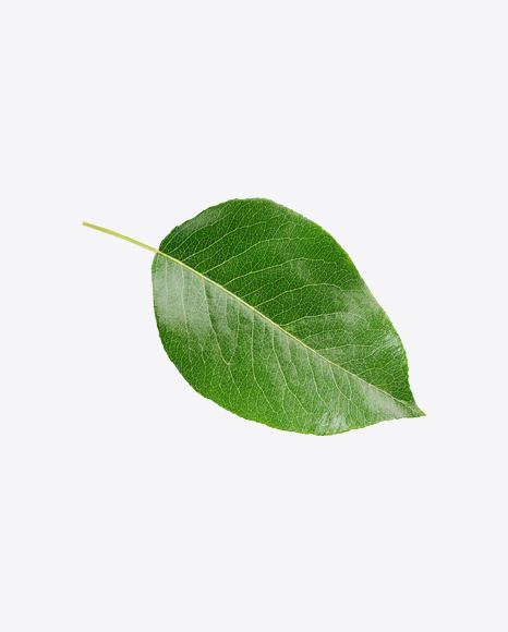 Pear Leaf PNG
