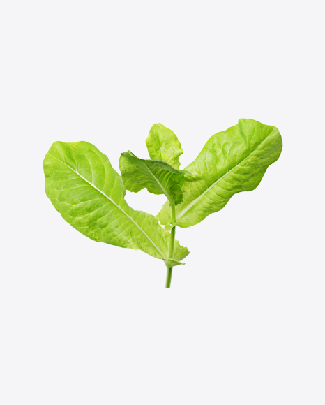 Lettuce Leaves PNG