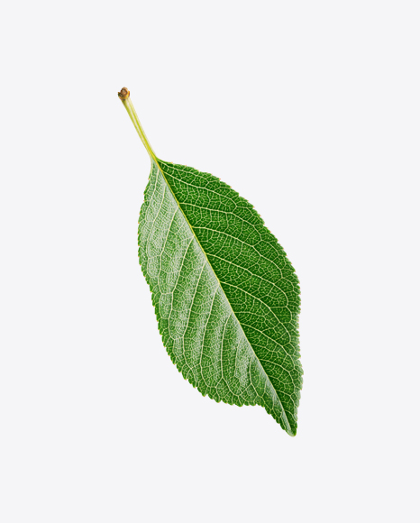 Cherry Leaf PNG