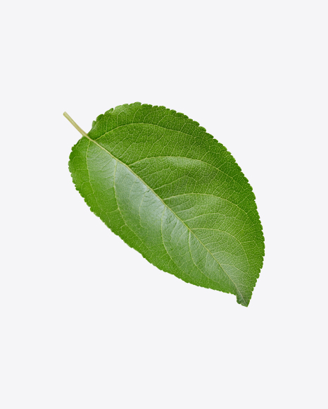Green Leaf