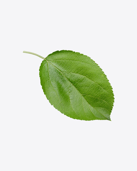 Green Leaf
