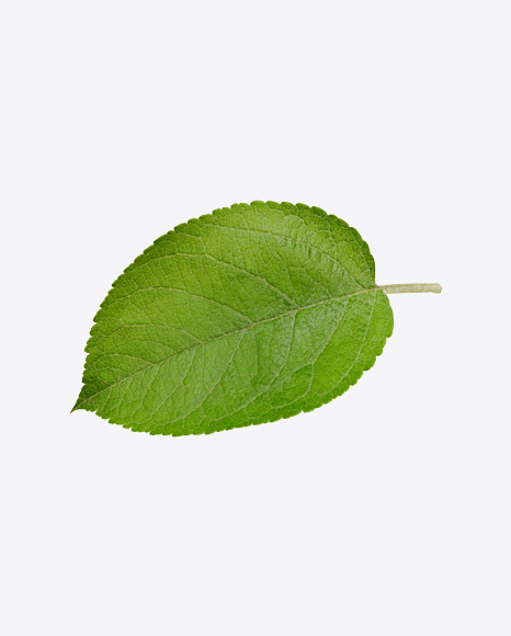 Green Leaf