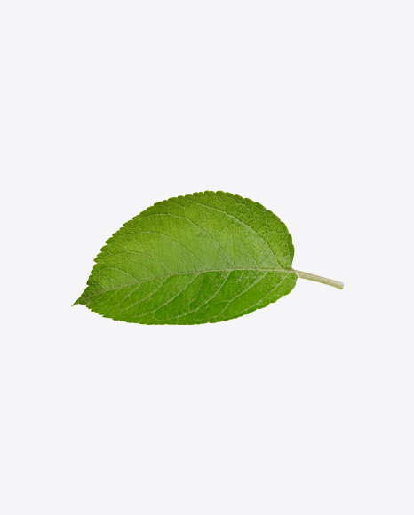 Green Leaf