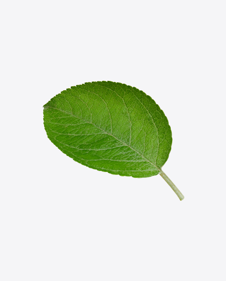 Green Leaf