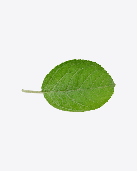 Green Leaf