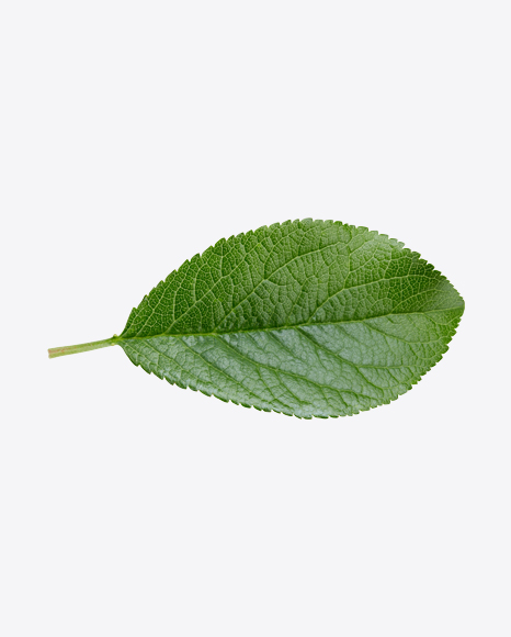 Green Leaf