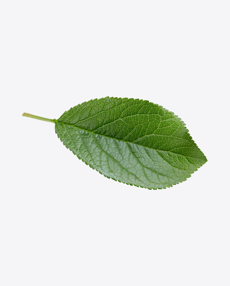 Green Leaf