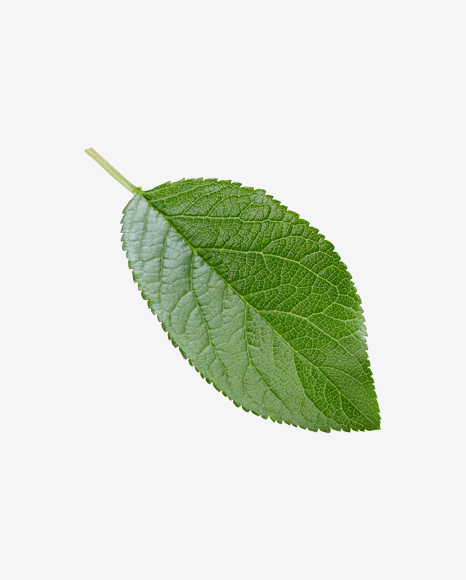 Green Leaf